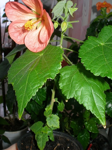 P1010555.JPG