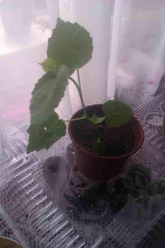 IMAG0214.jpg