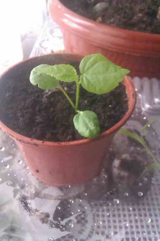 IMAG0220.jpg