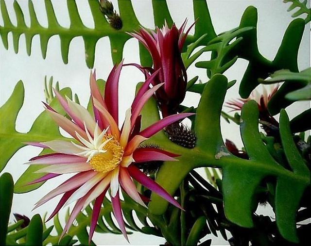 Epiphyllum anguliger.jpg