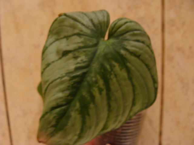 DSC02623.JPG