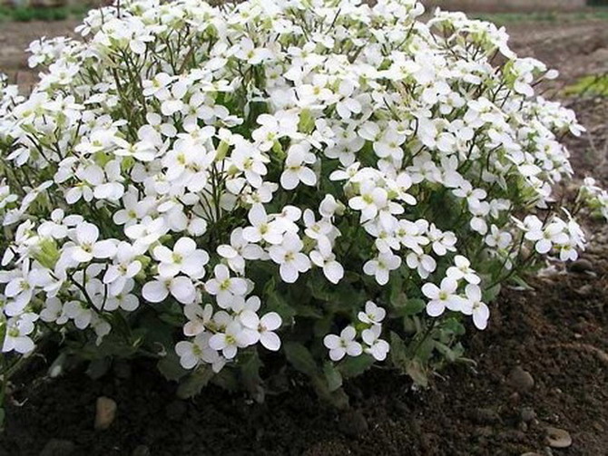арабиз белый.jpg
