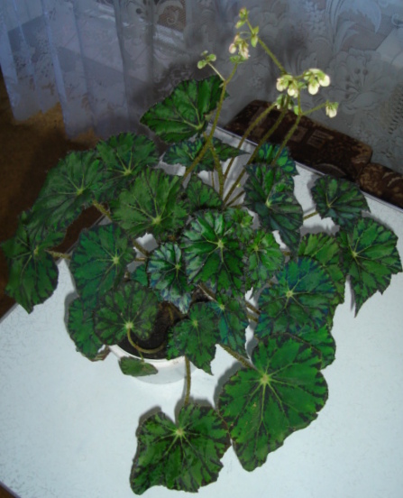 DSC00549.JPG