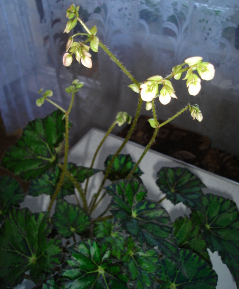 DSC00556.JPG