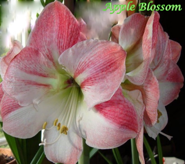 hippeastrum-apple-blossom.jpg