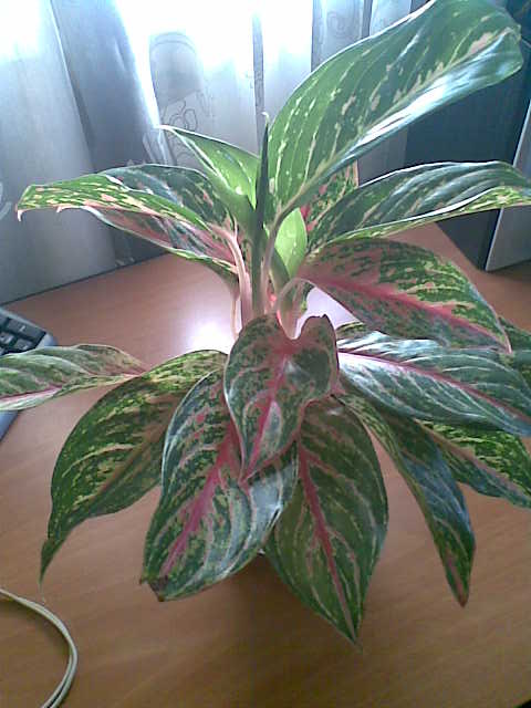 Aglaonema SP__.jpg