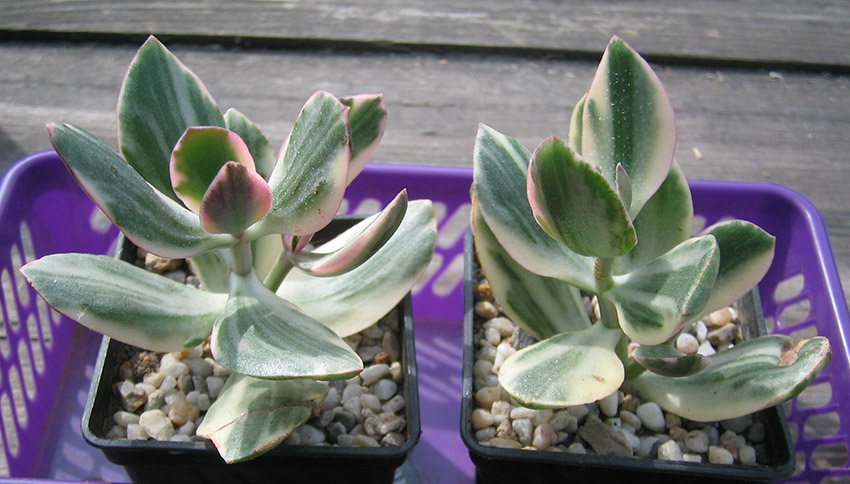 crassula_tricolor_variegata_april_2015.jpg