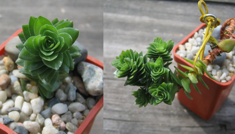 crassula_emerald_april_2015.jpg