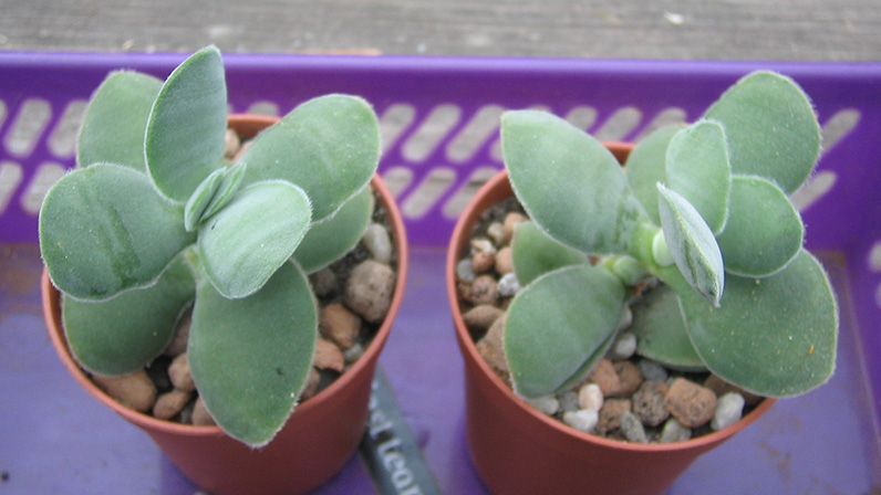 crassula_cotiledonis_april_2015.jpg