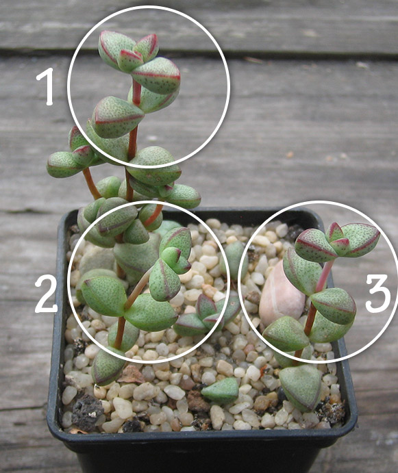 crassula_brevi_april_2015.jpg