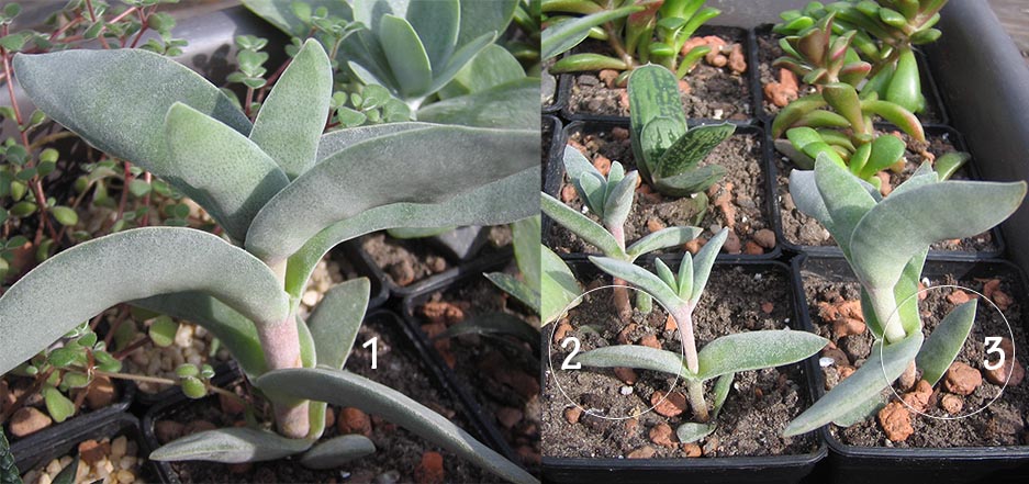 crassula_Falkata_april_2015.jpg