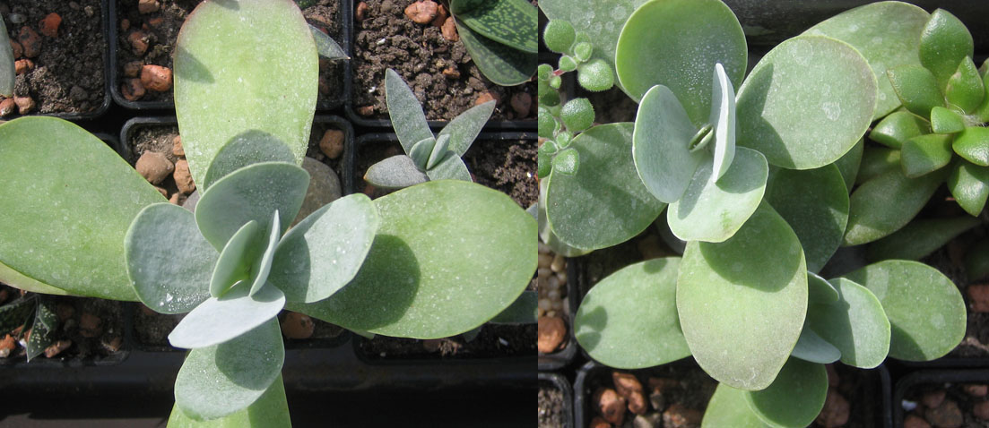 K_thyrsiflora_april_2015.jpg
