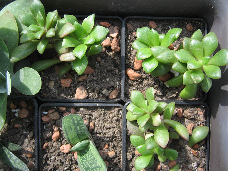 Adromischus_april_2015.jpg