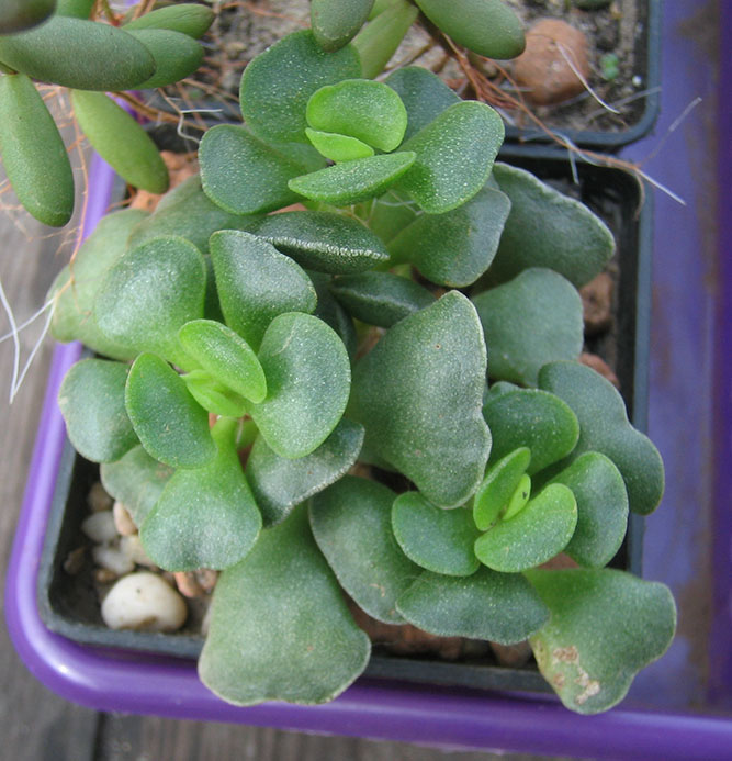 Adromischus_2_april_2015.jpg