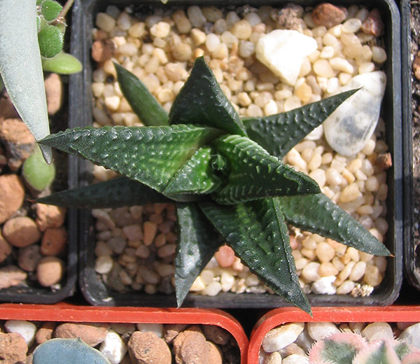 Haworthia_limifolia_april_2015.jpg