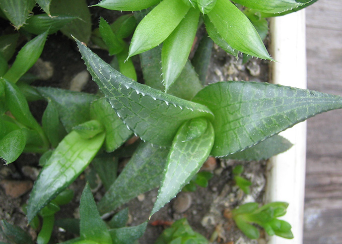 Haworthia_ tessellata_april_2015.jpg