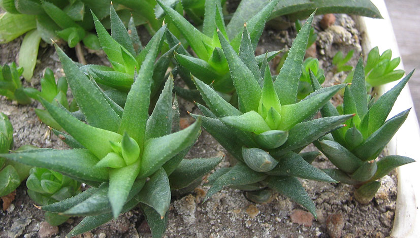 Haworthia_april_2015.jpg