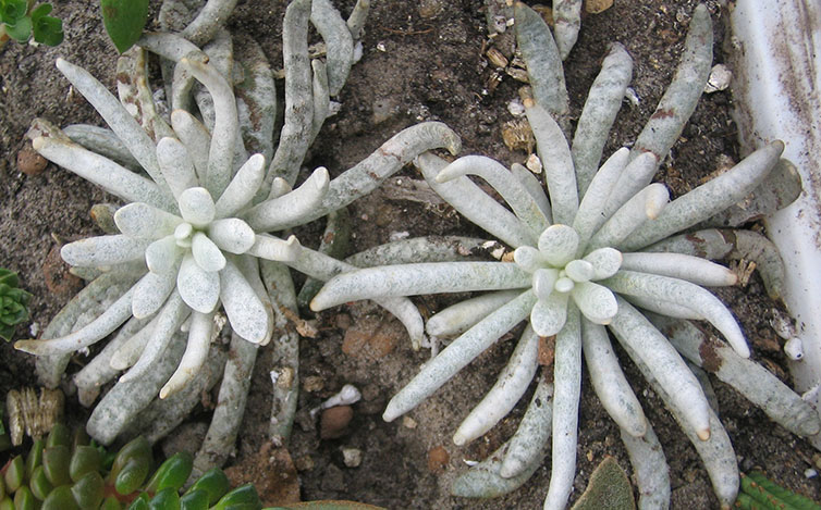 Senecio_april_2015.jpg