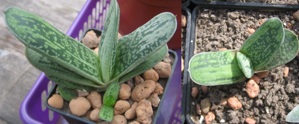 Gasteriya_Little_Warty_april_2015.jpg