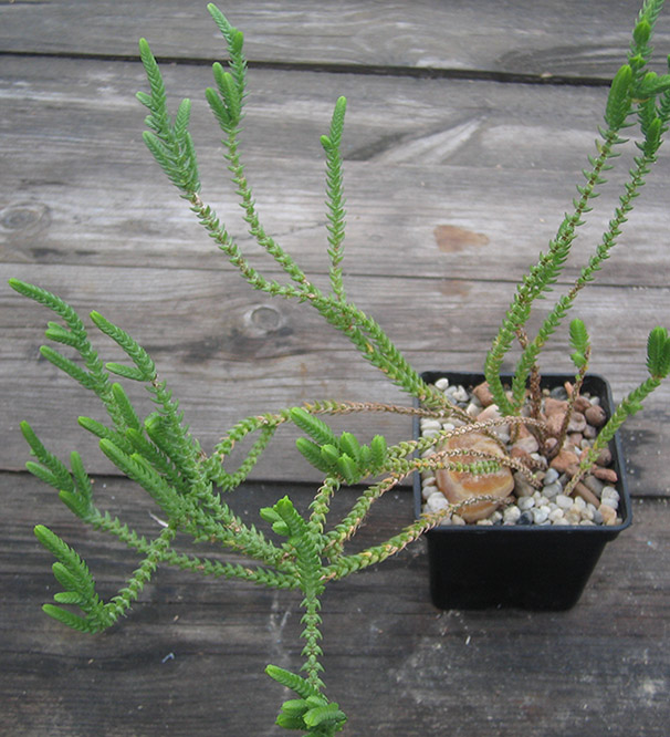 Crassula lycopodioides_april_2015.jpg