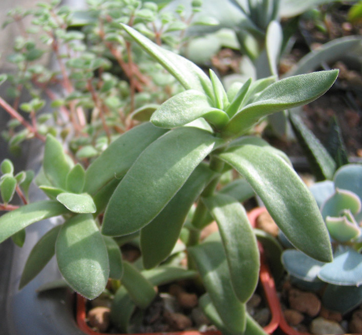Crassula_rattrayii_april_2015.jpg