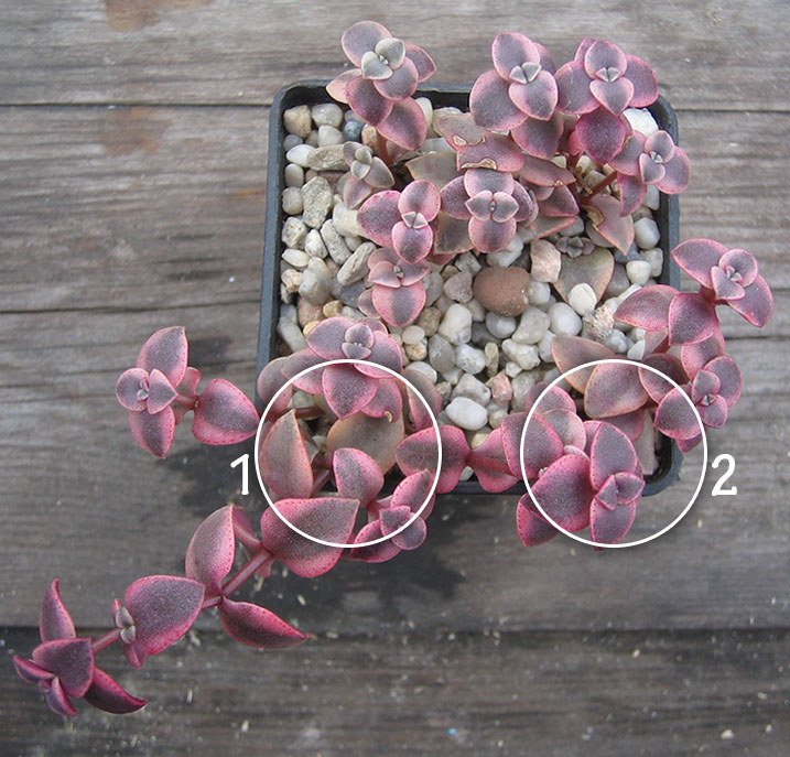 Crassula_ pellucida_april_2015.jpg