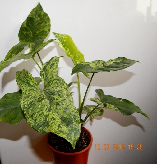 DSCN3700.JPG