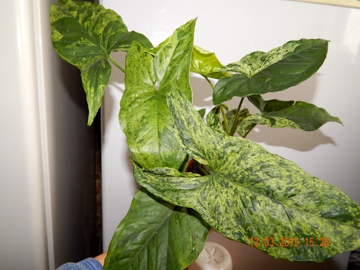 DSCN3702.JPG
