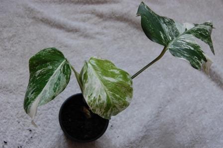Monstera #1.JPG