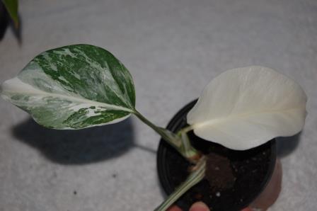 Monstera #2 (1).JPG