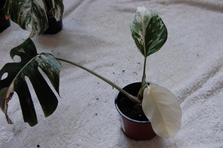 Monstera #2(2).JPG