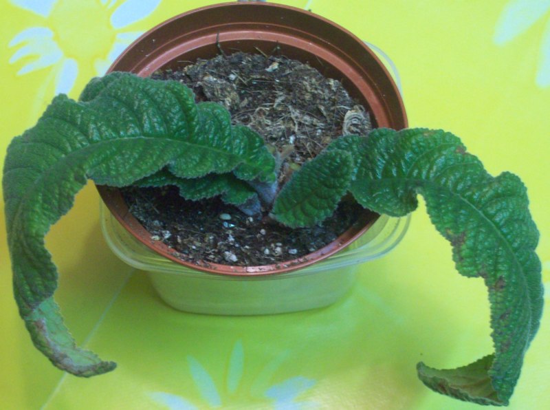 100_0415.JPG