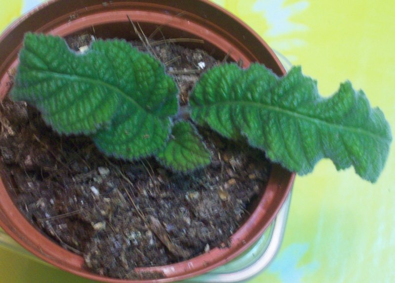 100_0416.JPG