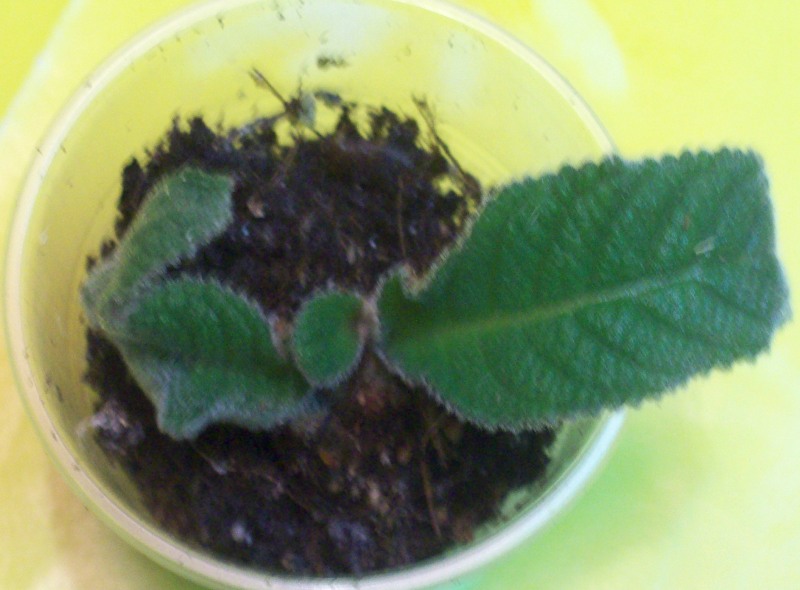 100_0419.JPG