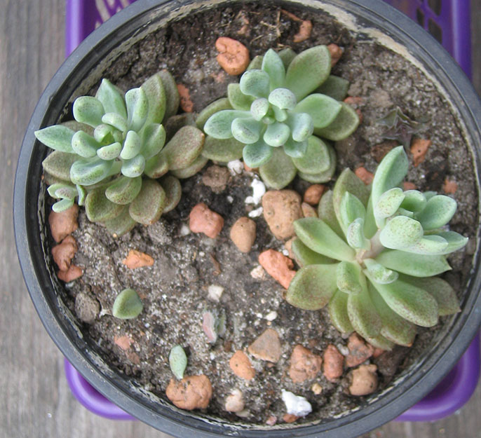 Sinocrassula_densirosulata_april_2015.jpg