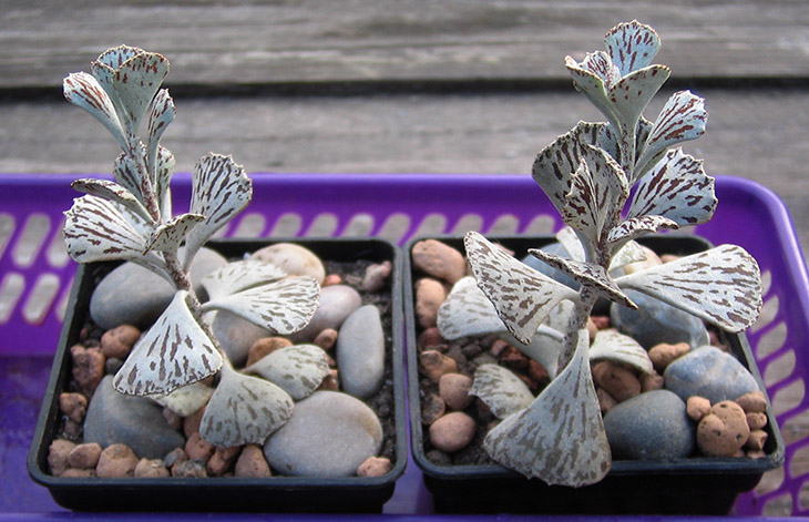 Kalanchoe_rhombopilosa _april_2015.jpg