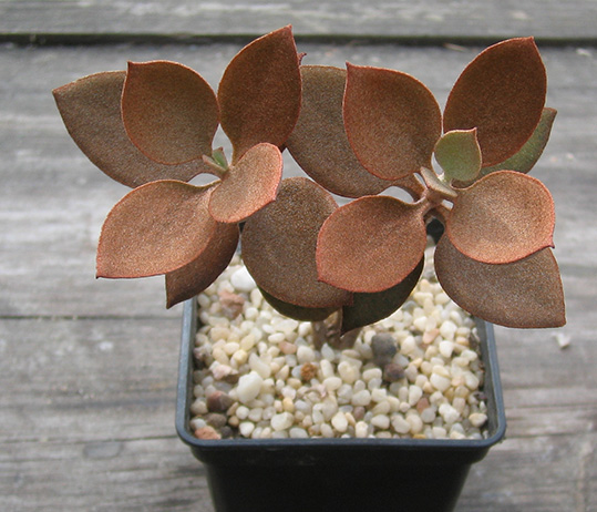 Kalanchoe_orgyalis _april_2015.jpg