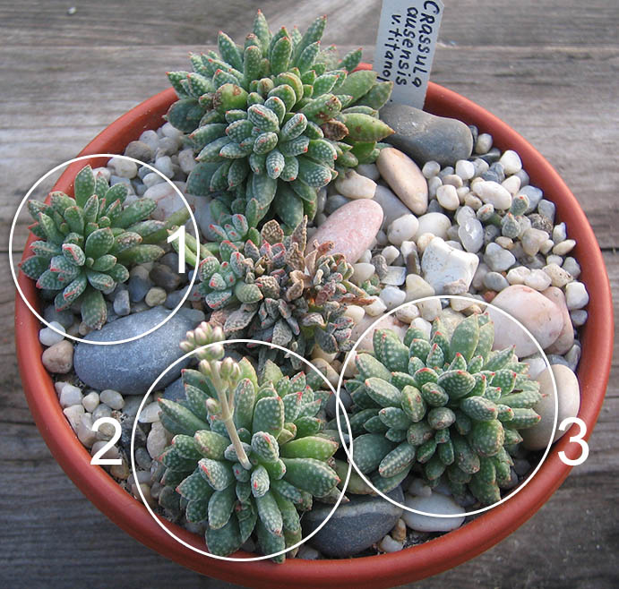 crassula_ ausensis_ssp_ titanopsis_april_2015.jpg