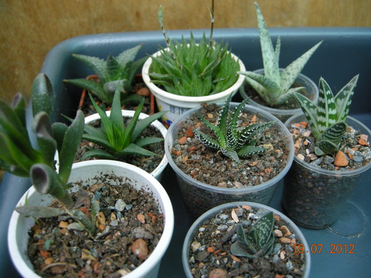 DSCN9140.JPG
