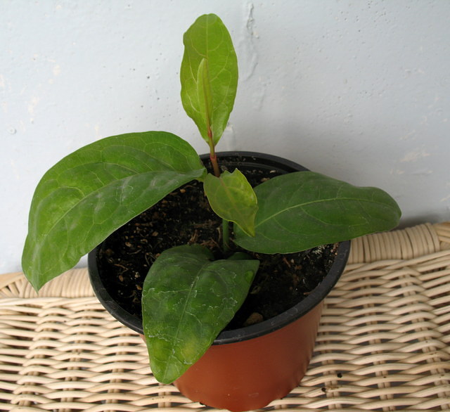 plumbago rosea1.JPG