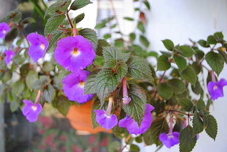 himalayan purple.JPG