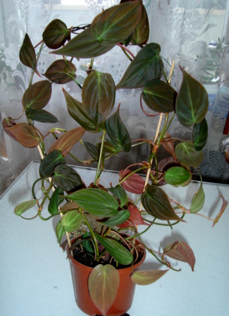 DSC00008.JPG