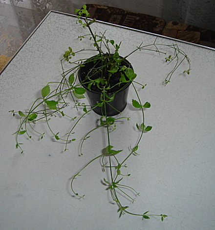 DSC00017.JPG