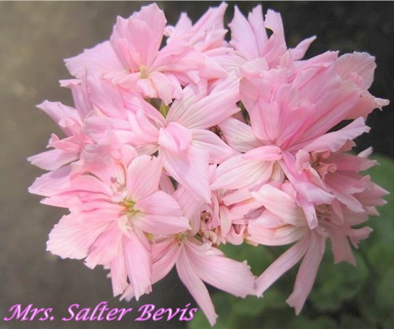 Mrs. Salter Bevis.jpg
