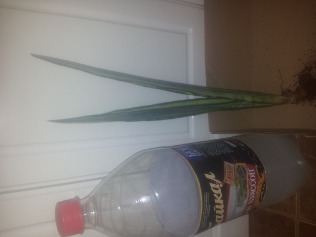20150406_121319.jpg