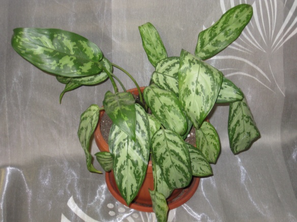 Aglaonema Silver Queen деленки.jpg