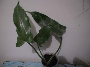 DSC02010а.jpg