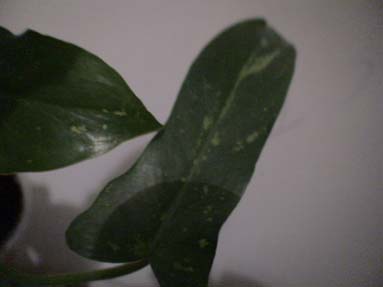 DSC02011а.jpg