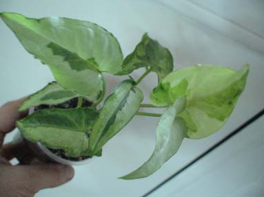 DSC01964а.jpg