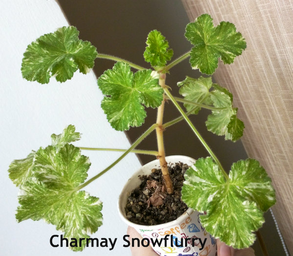 Charmay Snowflurry.jpg